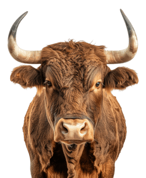 Majestic brown bull with long horns facing forward on transparent background - stock .. png