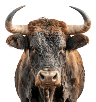Majestic brown bull with long horns facing forward on transparent background - stock .. png