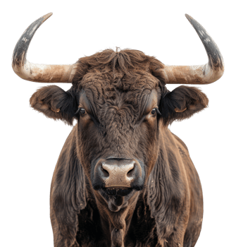 Majestic brown bull with long horns facing forward on transparent background - stock .. png