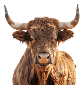 Majestic brown bull with long horns facing forward on transparent background - stock .. png
