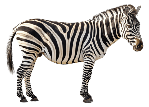 A zebra standing in a field with its head down - stock .. png