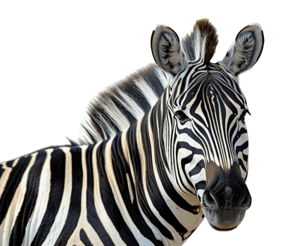 A zebra is looking at the camera with its head tilted - stock .. png