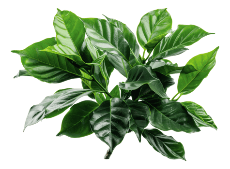 Green coffee plant leaves, cut out - stock .. png