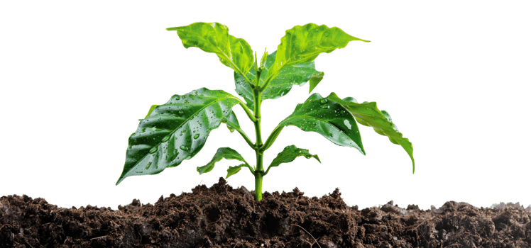 Green coffee plant leaves, cut out - stock .. png