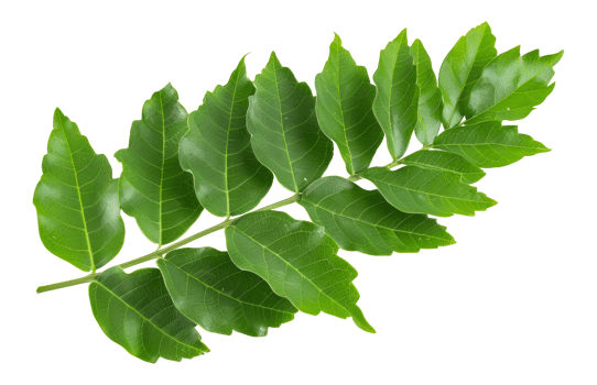 Fresh green leaves with water droplets, cut out - stock . png