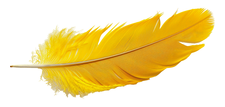 Vibrant yellow feather, cut out - stock .. png