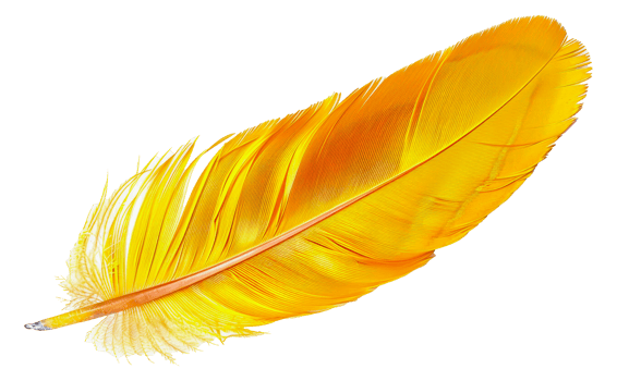 Vibrant yellow feather, cut out - stock .. png