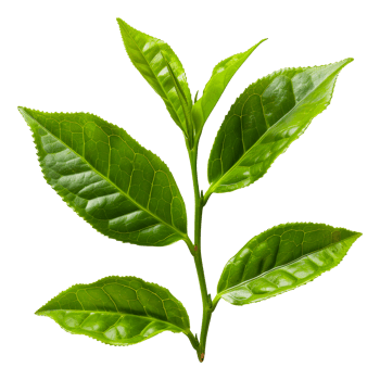 Fresh tea leaves, cut out - stock .. png