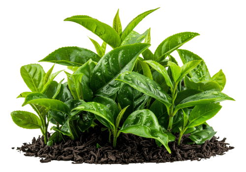 Young tea plant, cut out - stock .. png