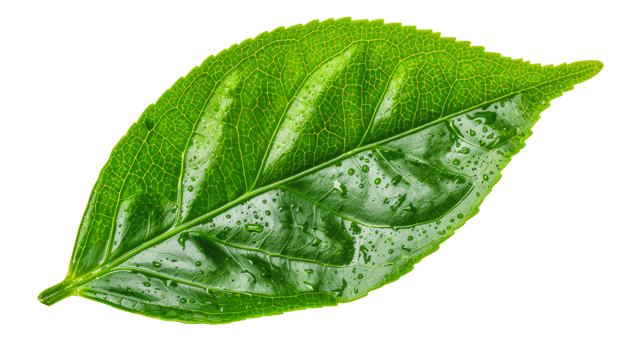 Fresh green leaf, cut out - stock . png