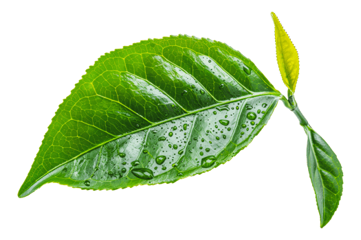 Fresh green leaf, cut out - stock . png