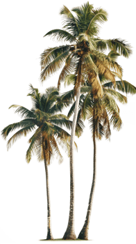Transparent coconut tree png