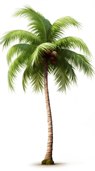 Transparent coconut tree png