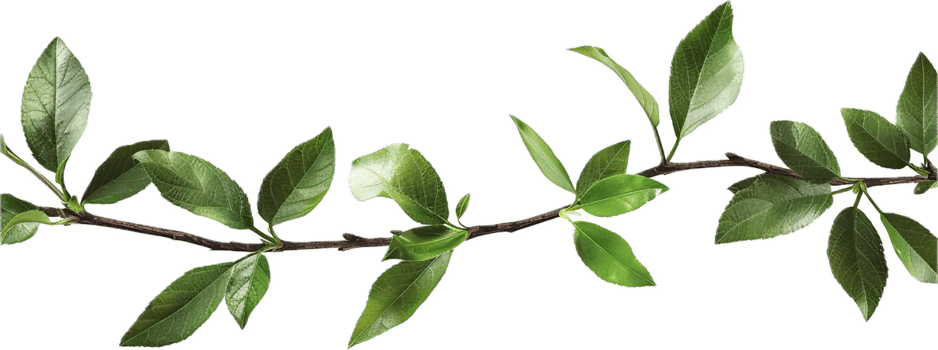 Branch with Glossy Green Leaves. png