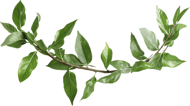 Branch with Glossy Green Leaves. png