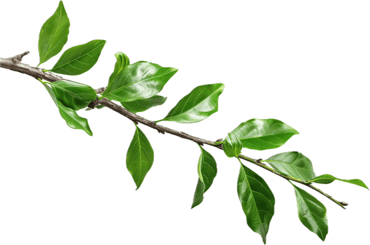 Branch with Glossy Green Leaves. png