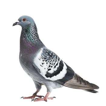 pigeon on transparent background png