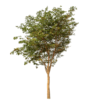 Tree isolated on transparent background with clipping path and alpha channel. png