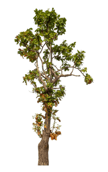 Green tree isolated on transparent background with clipping path and alpha channel. png