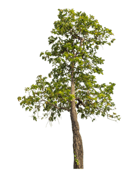 Green tree isolated on transparent background with clipping path and alpha channel. png