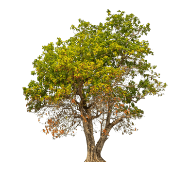 Tree isolated on transparent background with clipping path and alpha channel. png