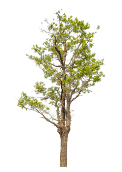 Green tree isolated on transparent background with clipping path and alpha channel. png