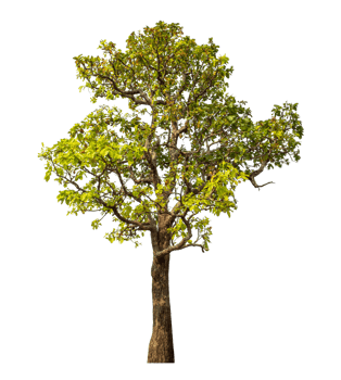 Tree isolated on transparent background with clipping path and alpha channel. png