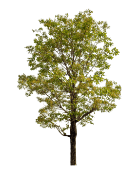 Tree isolated on transparent background with clipping path and alpha channel. png