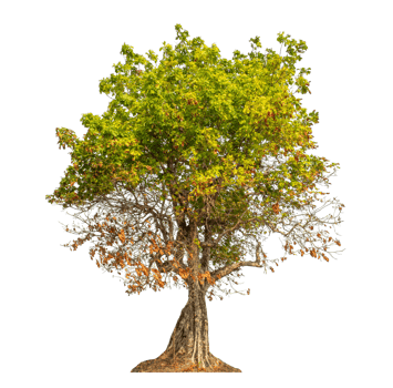 Tree isolated on transparent background with clipping path and alpha channel. png