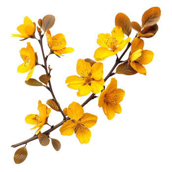 Yellow Autumn Flower Branch Variety Essential Stock Resource png