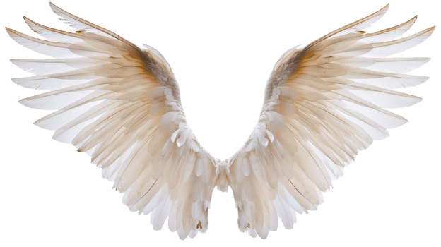angel wings on isolated background png