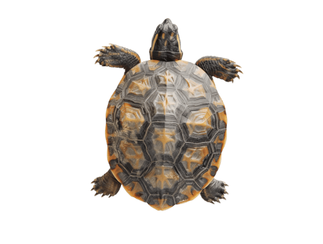 turtle on isolated background png