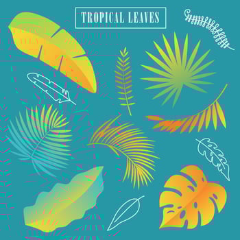 Tropical Leaves Set. Illustration vector