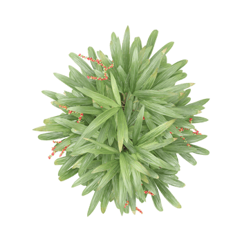 3D rendering of Raphis Palm plant in transparent Canvas png
