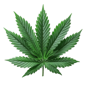 marijuana leaf isolated on transparent background , png
