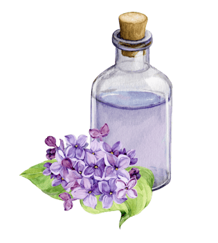 Fresh lilac flowers and a bottle of essential oil or infused water. Natural ingredient for cosmetics and perfumes. Aromatic hydrosol. Watercolor illustration with lilac syringa. png