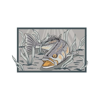 speckled trout fishing illustration logo image t shirt vector