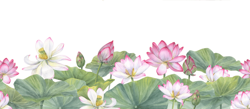 Lotus flower banner. White pink Water Lily, Indian Lotus. Vietnamese national flowers. Floral seamless pattern. Watercolor illustration for cosmetic design, ayurveda products, spa poster png