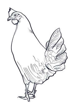black and white hand drawn chicken vector