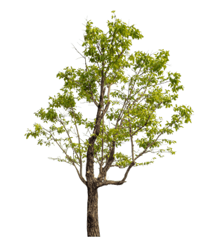 Green tree isolated on transparent background png