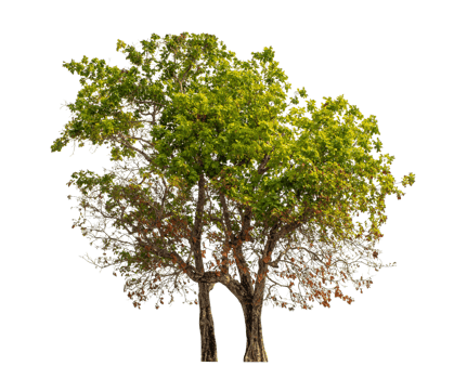 Green tree isolated on transparent background . png
