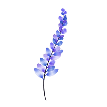 Watercolor Blue Lupine Flower on Transparent background png
