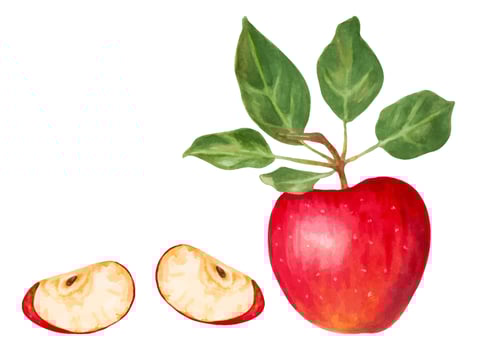 Red apple with slices and leaves. Natural food fruits for harvest decoration, food packaging. Watercolor and marker illustration.Hand drawn watercolor illustration vector