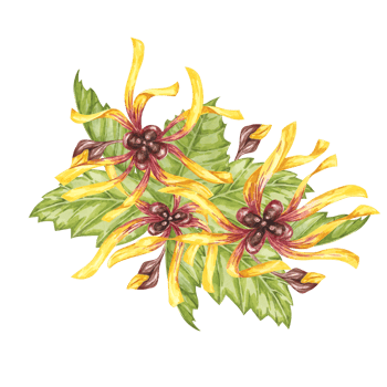 Witch hazel yellow medicinal plant flower and leaves clipart. Hamamelis virginiana in bloom. Watercolor florals for cosmetics, water, herbal medicine, beauty, cream packaging, national day flyer, logo png