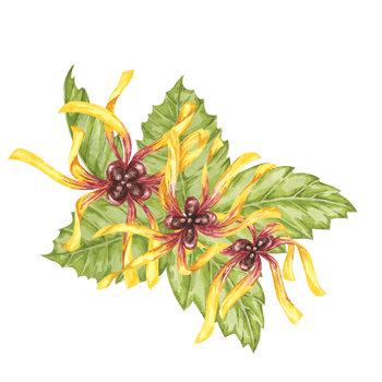 Witch hazel yellow medicinal plant flower and leaves clipart. Hamamelis virginiana in bloom. Watercolor florals for cosmetics, water, herbal medicine, beauty, cream packaging, national day flyer, logo png