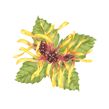 Witch hazel yellow medicinal plant flower and leaves clipart. Hamamelis virginiana in bloom. Watercolor florals for cosmetics, water, herbal medicine, beauty, cream packaging, national day flyer, logo png