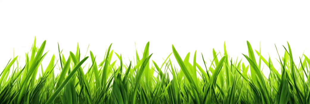 Lush Green Grass Field. Green Grass Isolated On Background png