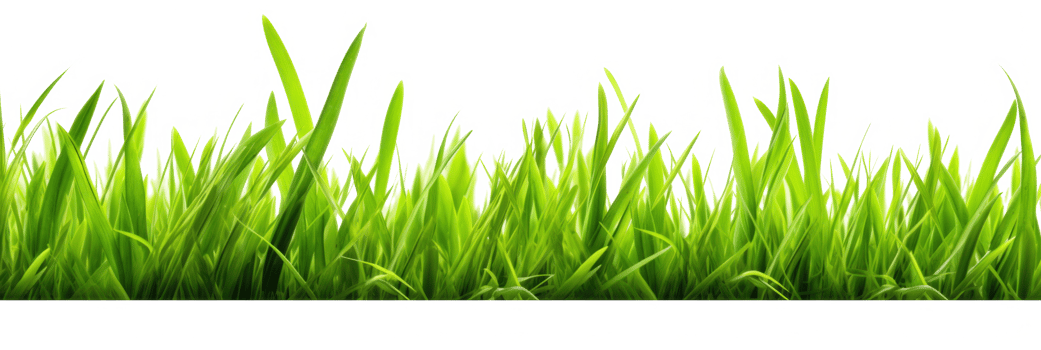 Green Grass Isolated On Background png