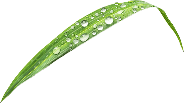 Close-up of Dew Drops on Green Leaves. png