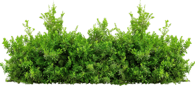 Dense Green Hedge with Lush Foliage. png